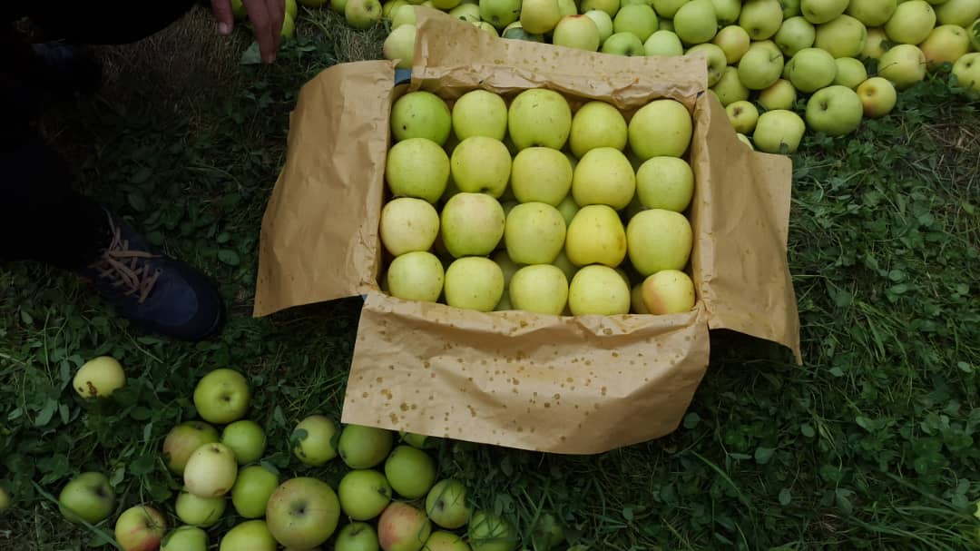فروش سیب زرد - بازرگانی دهقان 