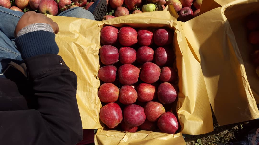 فروش سیب قرمز - بازرگانی دهقان 