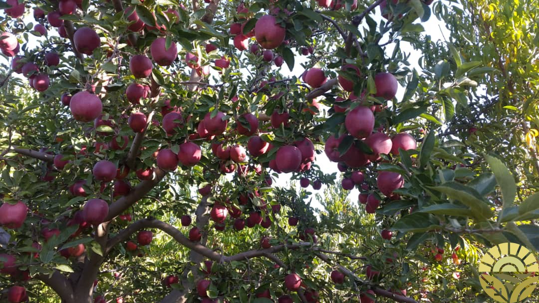 بازرگانی دهقان خرید و فروش سیب درختی