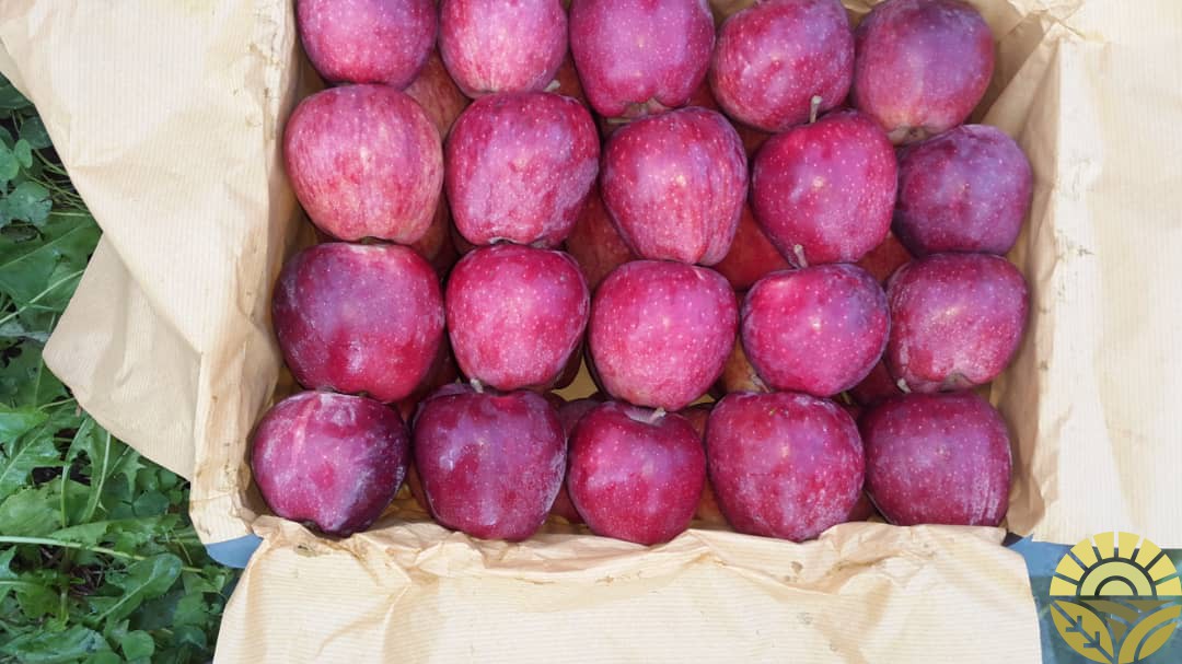 بازرگانی دهقان صادرات انواع سیب به روسیه