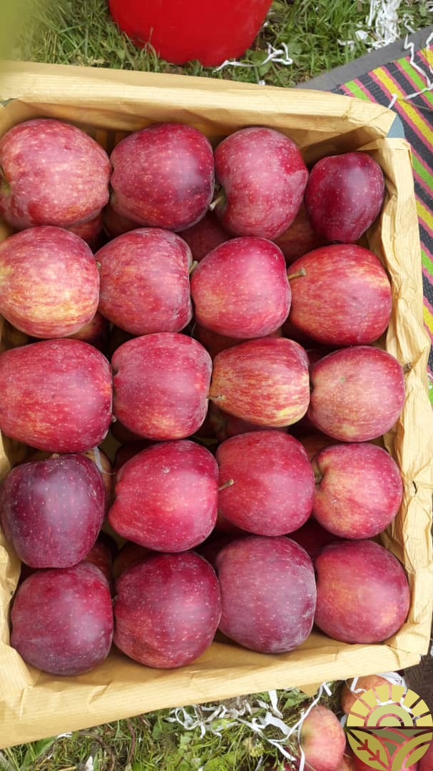 بازرگانی دهقان فروش سیب صادراتی