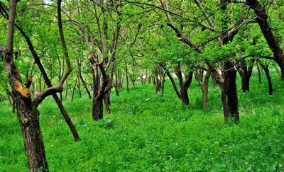 فروش 1000 متر باغ با جواز ساخت در شهریار