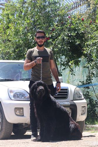 خرید و فروش سگ 30درصد زیر قیمت بازار-تهران و کرج