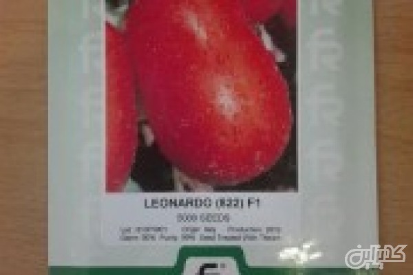 بذر گوجه فرنگی پرمحصول لئوناردو