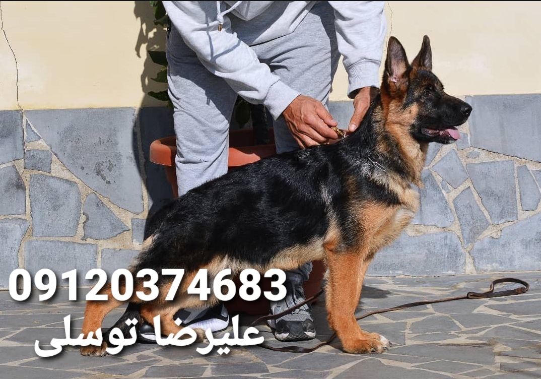 مرکز فروش سگ ژرمن شپرد در کرج_قیمت توله ژرمن شپرد شولاین 2 ماهه