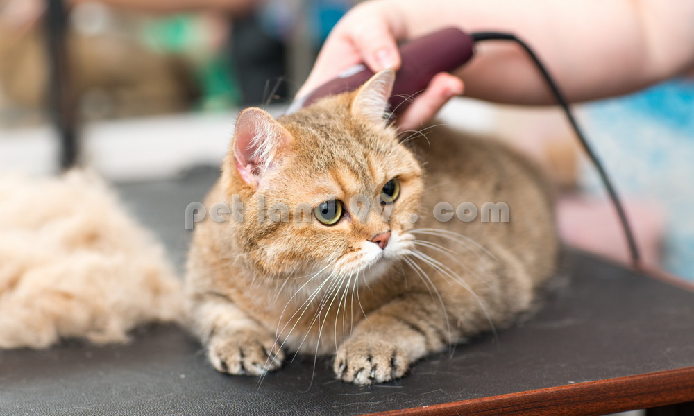 آموزش آرایش گربه و سگ غرب تهران