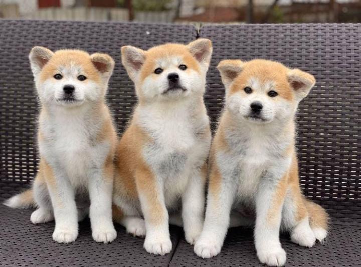 فروش سگ اکیتا ژاپنی