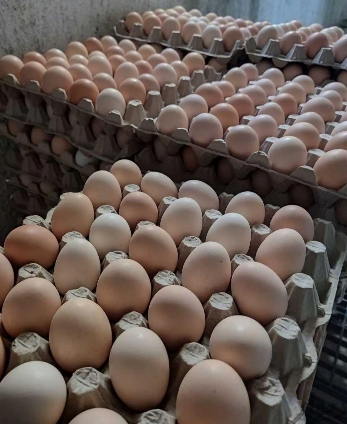 فروش تخم مرغ محلی تک‌زرده و دوزرده بصورت عمده و خرده