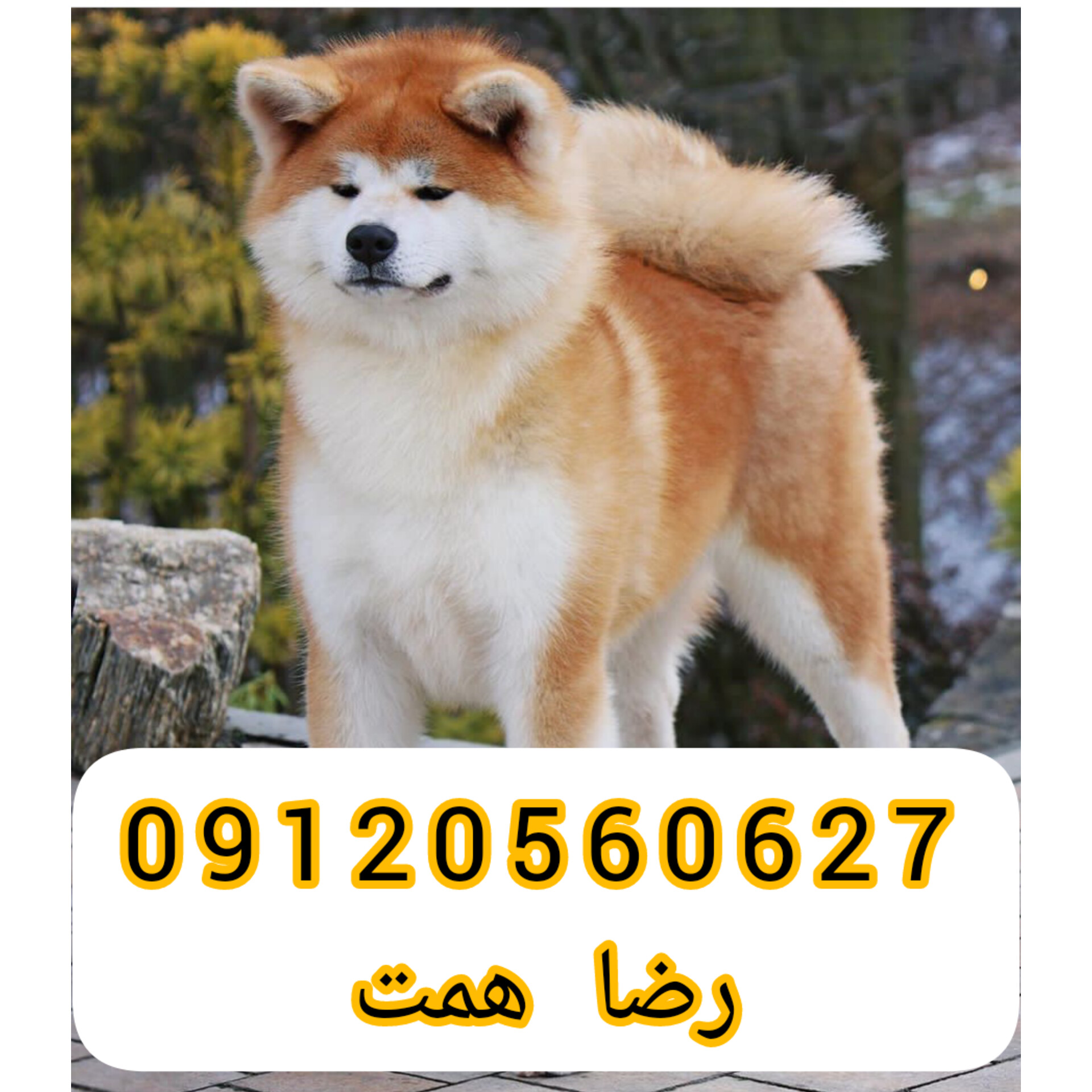 قیمت سگ اکیتا _ فروش توله سگ اکیتا