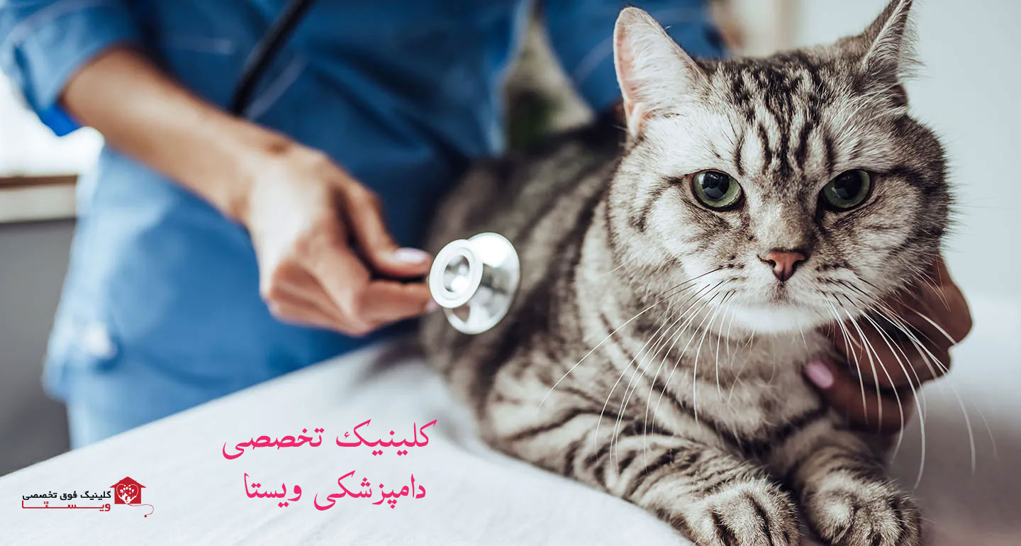درمان انگل گربه