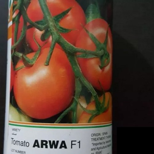 فروش بذر گوجه فرنگی آروا