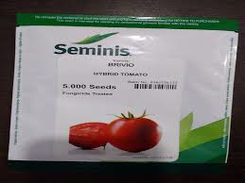 فروش بذر گوجه فرنگی  بریویو سمینیس