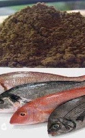 مکمل پودر ماهی