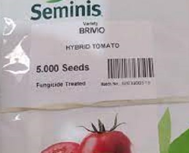 بذر گوجه فرنگی بریویو سمینیس بذر گوجه BRIVIO