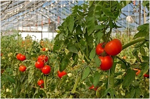 فروش بذر گوجه فرنگی گلخانه ای 2023