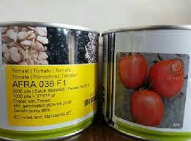 بذر گوجه افرا بذر گوجه فرنگی AFRA