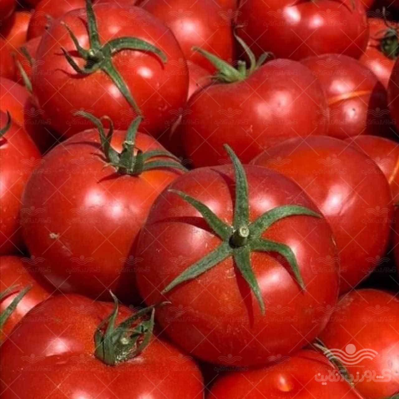 فروش بذر گوجه فرنگی زودرس نیلاروز