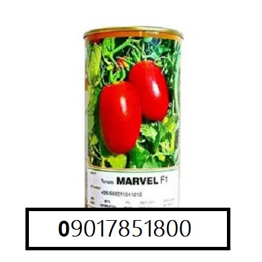 فروش بذر گوجه فرنگی MARVEL F1