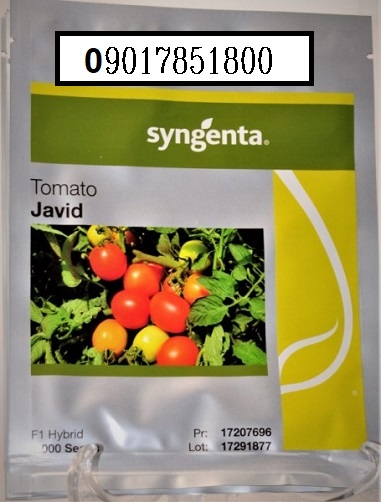 فروش بذر گوجه فرنگی JAVID سینجینتا ( پاکتی )