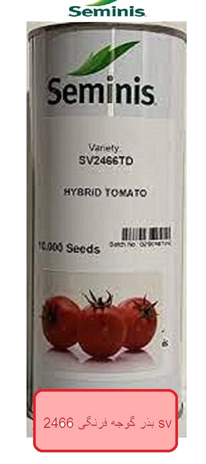 بذر گوجه فرنگی 2466 رقمی زودرس