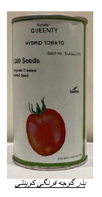 بذر گوجه فرنگی  کوینتی
