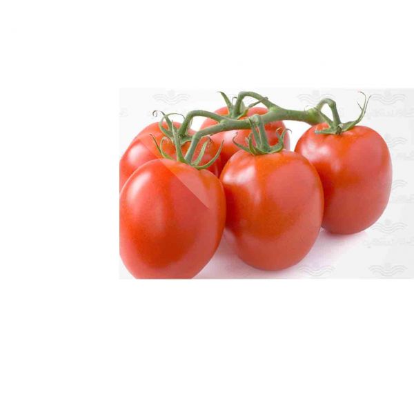  بذر گوجه فرنگی افرا،فروش بذر گوجه فرنگی افرا