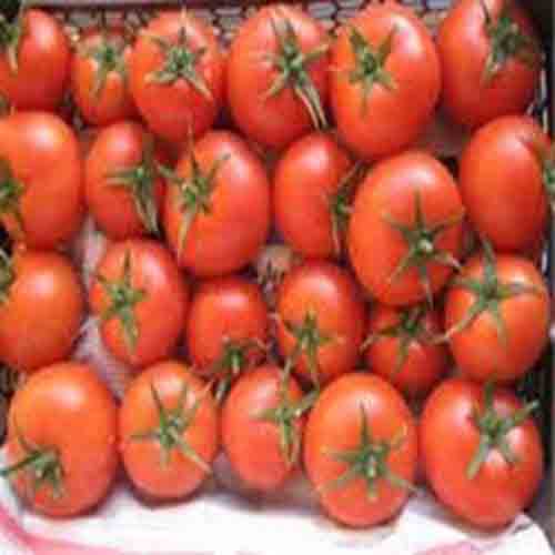  بذر گوجه فرنگی فلات کارون،فروش بذر گوجه فرنگی فلات کارون