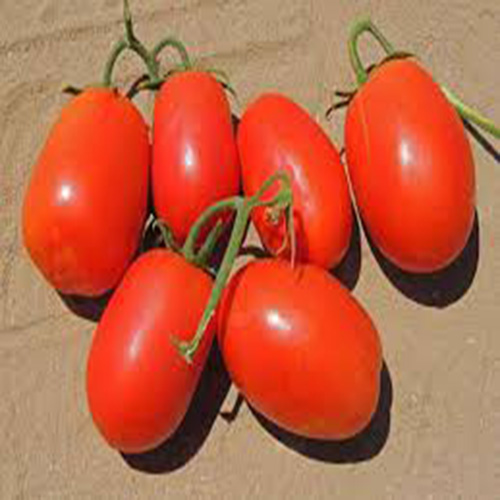  بذر گوجه فرنگی کیمیا F۱ ، فروش بذر گوجه فرنگی کیمیا F۱