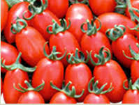  بذر گوجه فرنگی نامیب،فروش بذر گوجه فرنگی نامیب
