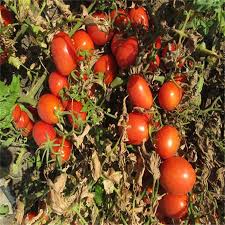  بذر گوجه لئوناردو ٨٢٢ ایتالیایی ، فروش بذر گوجه لئوناردو ٨٢٢ ایتالیایی